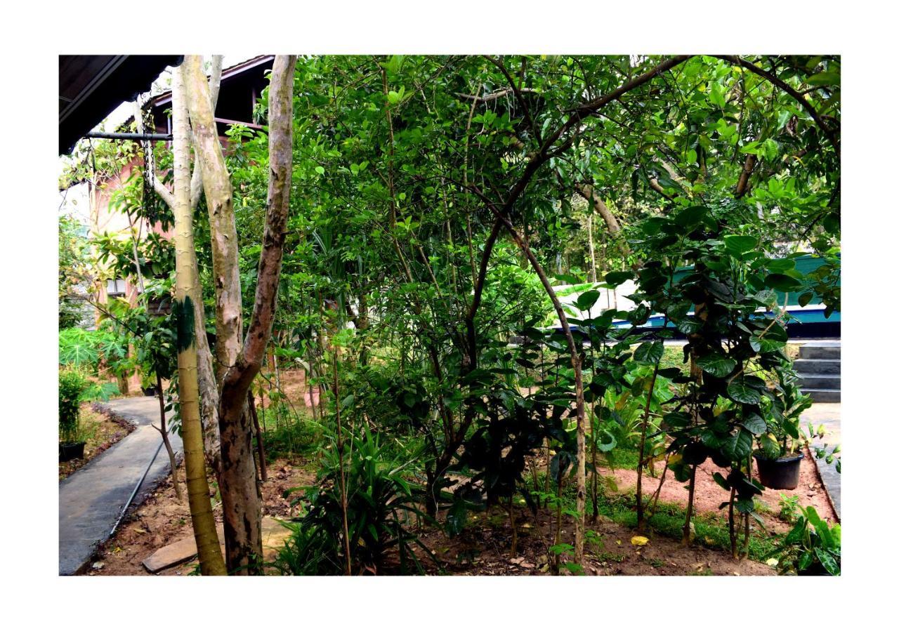 Sun And Green Eco Lodge - Dambulla Exteriör bild