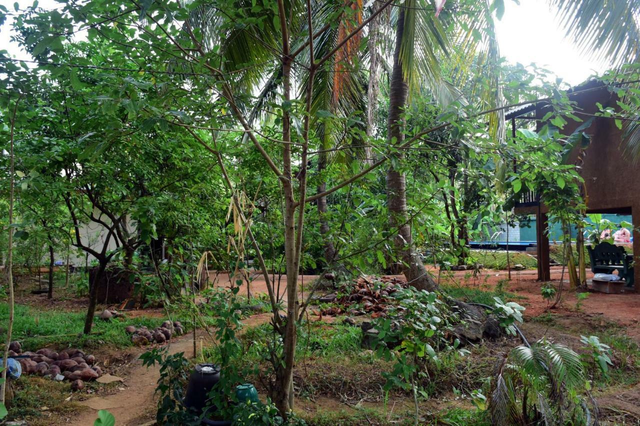 Sun And Green Eco Lodge - Dambulla Exteriör bild